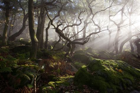 Misty ancient woodland with twisted trees and moss-covered rocks, sunlight streaming through the branches.